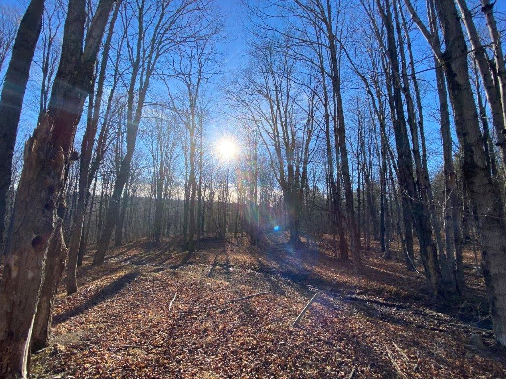 Lot 22 woods