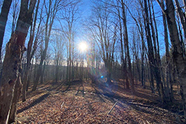 NY website site birtchwood 1