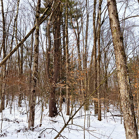 Website Home Page Property Photos Deer Ridge Rolling Brook
