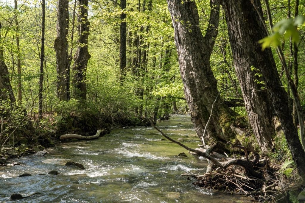 stream