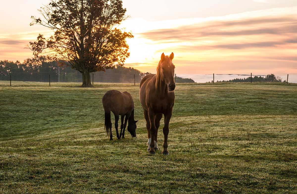 Horses