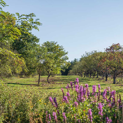 Apple View Home Page Apple View