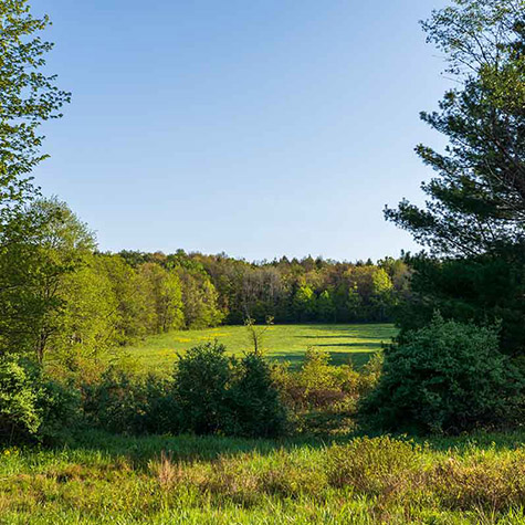 Pure Spring Farm Home Page Pure Spring Farm